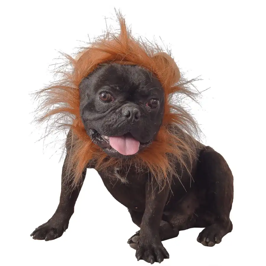 Costume De Lion Pour Chien 1 Costume De Lion Pour Chien