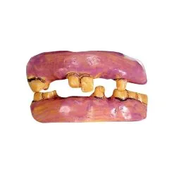 Dentier De Vieilles Dents, Professionnel